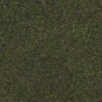 Canada forest floor
