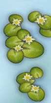 SKIMI - Specta 4 - pond 2