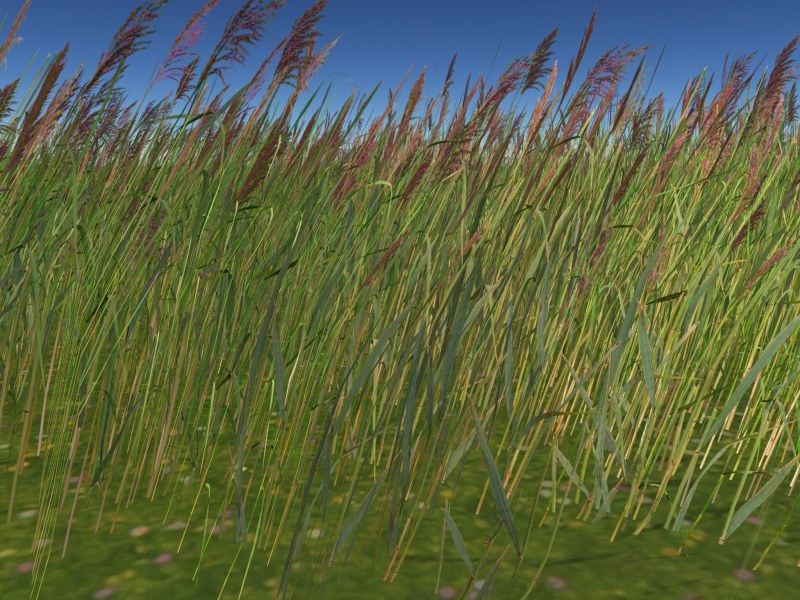 Reed