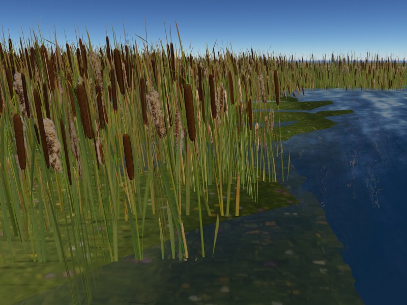 Cattail