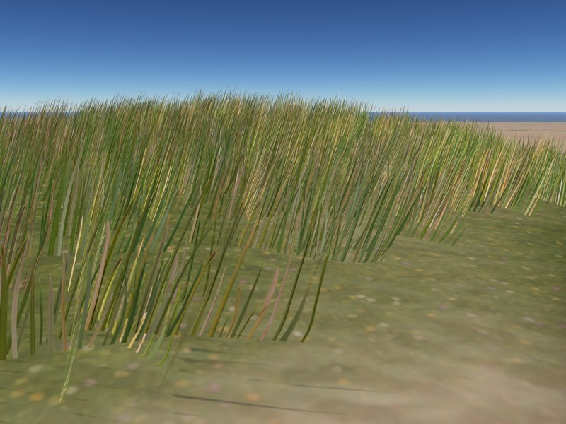 Marram grass