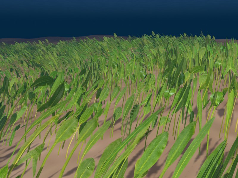 Water weed