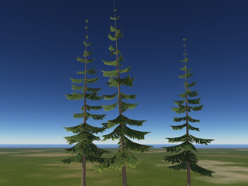 Pine 1