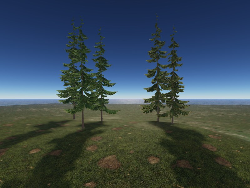 Pine 1