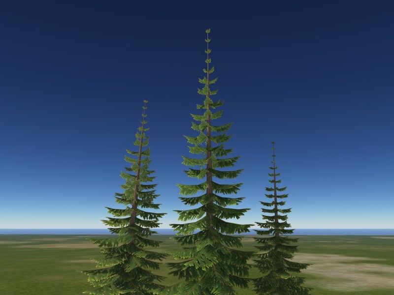 Pine 2