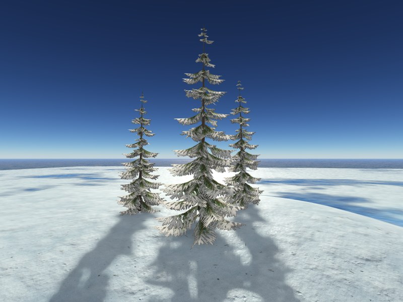 Winter Pine 2