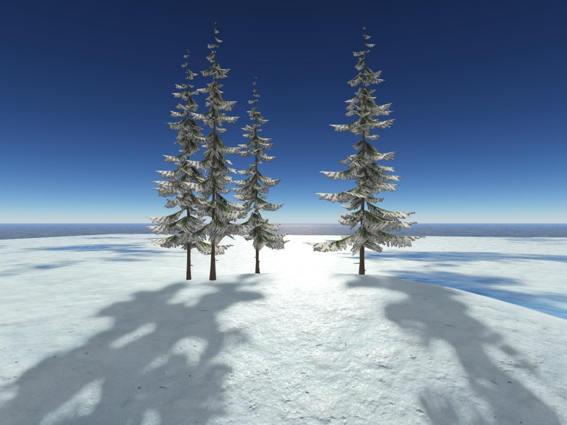 Winter Pine 1