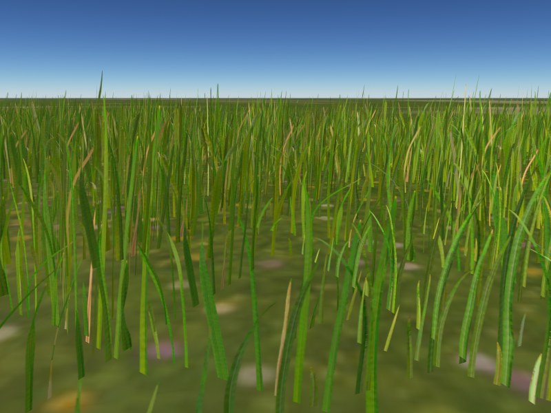Short lawn