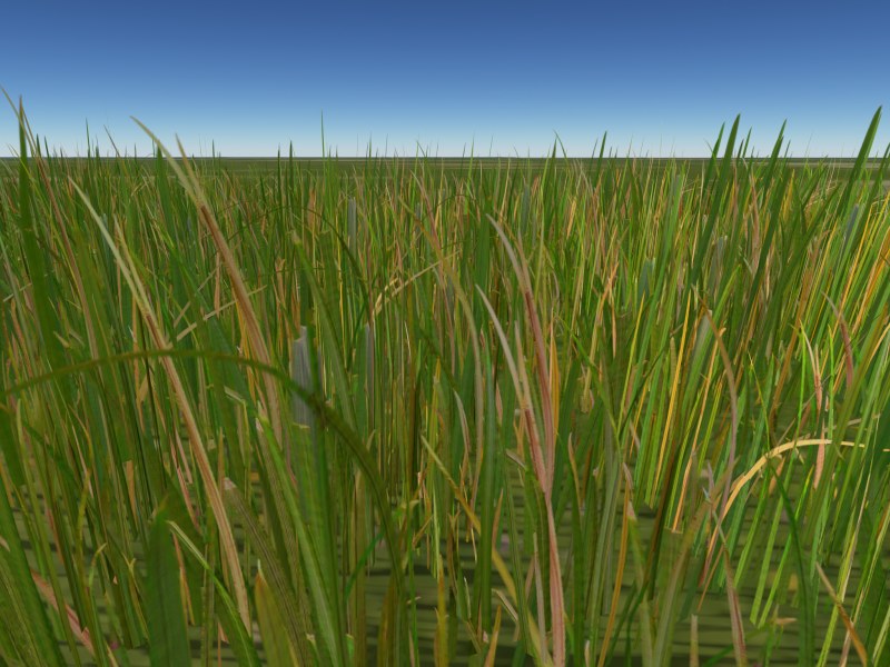 Meadow grass