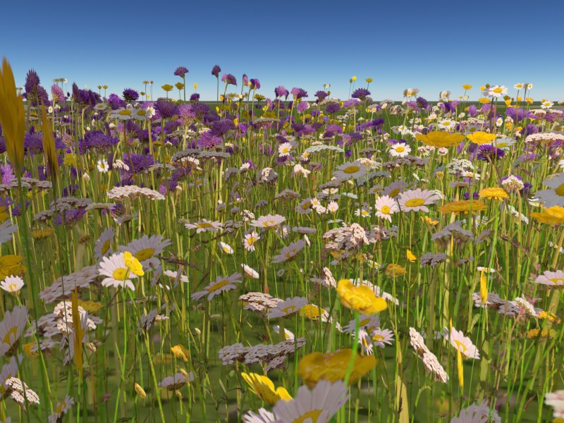 Wildflowers