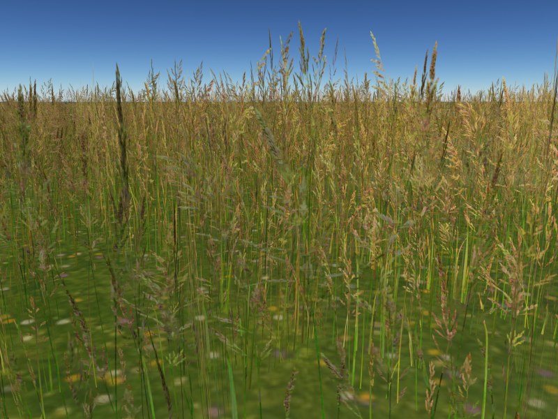 Tall grass in seed