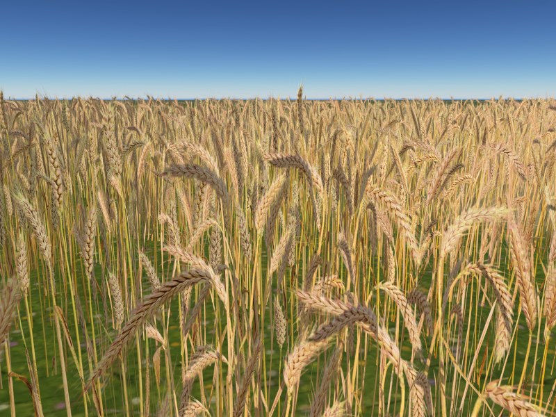 Barley