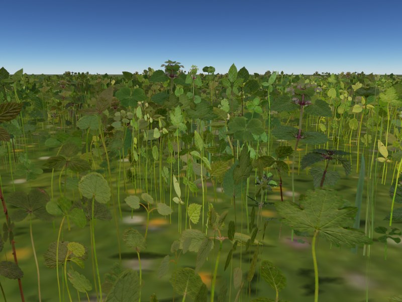 Woodland undergrowth