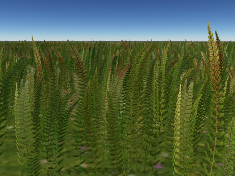 Fern